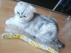 -猫音日语留学培训