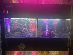 -中环花鸟鱼虫市场