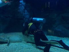 -烟台海昌鲸鲨海洋公园