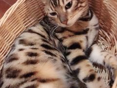 -共舞时光猫咖·狗咖(新街口店)