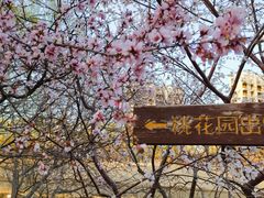 -桃花堤公园