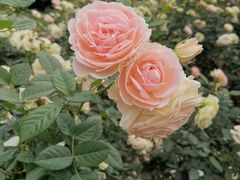 -人民公园(罗湖区)