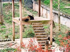 -中国大熊猫保护研究中心雅安碧峰峡基地