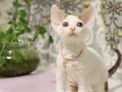 -十年猫舍·猫咪专门店(普陀店)