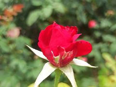 -亚龙湾国际玫瑰谷