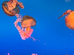 -太平洋海底世界