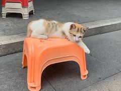 -老炳·七丛松甘草水果