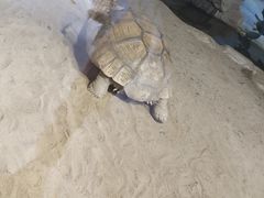 -广州长隆飞鸟乐园