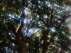 -君莲新城中城苑