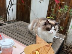 -喵屿·大理花园猫咖