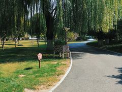 -莲花池公园