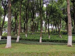 -重庆市江北嘴中央商务区中央公园