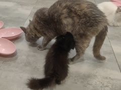-楼上猫咖(罗湖店)