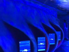 -迪拜水族馆及水下动物园