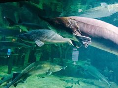 -华夏文旅海洋公园