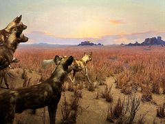 -美国自然历史博物馆