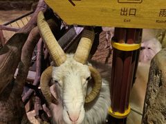 -正佳雨林生态植物园
