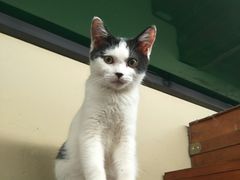 -猫咪博物馆(顶澳仔猫街店)