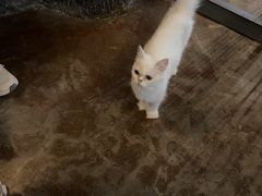 -猫猫幼稚园·撸猫·桌游·电玩