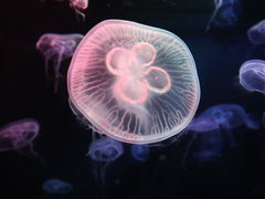 -新加坡海洋生态馆