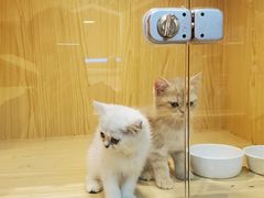 -屋虎猫馆(宝安大仟里店)