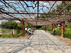 -嘉定紫藤园