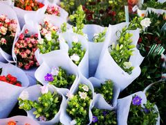 -循礼门鲜花花市(武汉循礼门店)