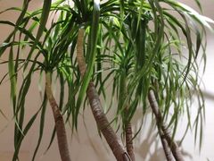 -鸢飞潍坊菜馆(鸢飞大酒店)