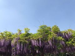 -嘉定紫藤园