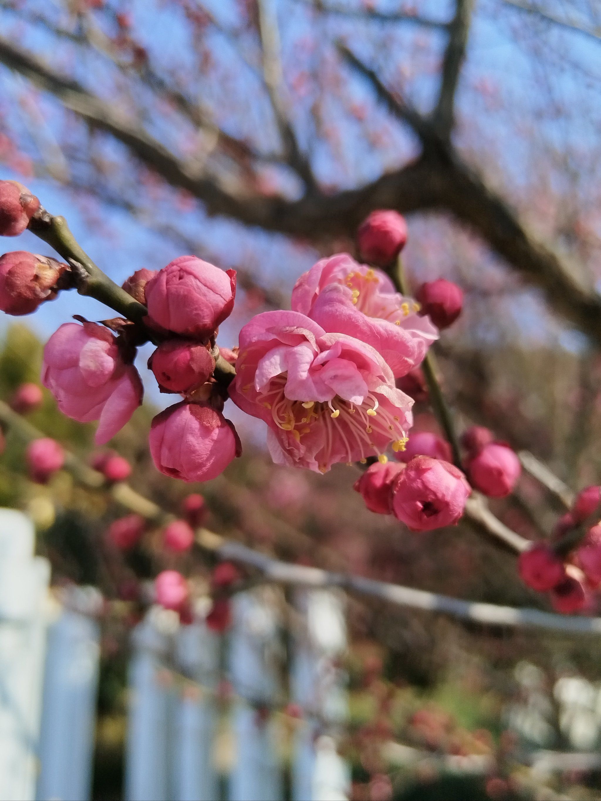 街边梅花开了,带着春来的欢喜