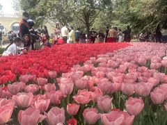 -洛阳郁金香牡丹园