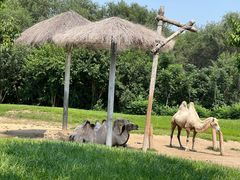 -北京野生动物园