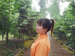 -合肥滨湖国家森林公园