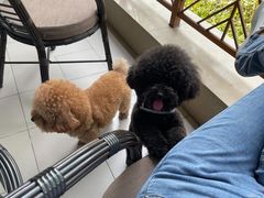 -成都安仁福朋喜来登酒店