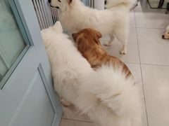 -安格丽娜·狗咖·猫咖羊驼咖(春熙路百盛商场店)