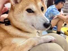 -逗柴咖啡屋·狗咖猫咖宠物桌游