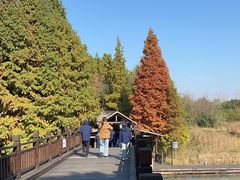 -溱湖国家湿地公园