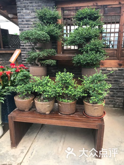 玫瑰园苏州花卉市场图片 - 第6张