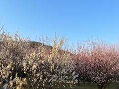 -苏州上方山国家森林公园