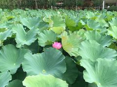 -合肥滨湖国家森林公园