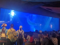 -海合安武汉极地海洋公园