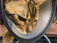 -瑞鹏宠物医院·骨科·猫科·内科(第一中心)