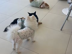 -怪兽屋·羊驼·猫咖·狗咖(俊华广场店)