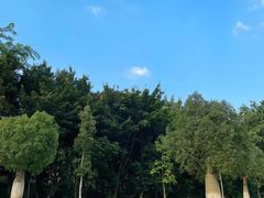 -东莞植物园