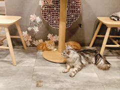 -楼上猫咖(罗湖店)