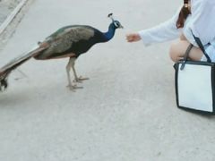 -五龙山野生动物王国