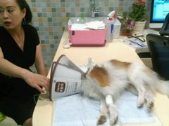 -骐奇宠物诊疗中心(南亭公路店)