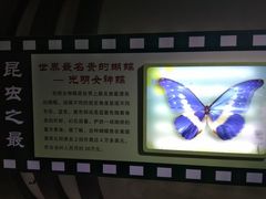 -上海昆虫博物馆