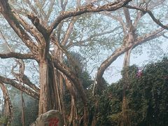 -瑞丽独树成林风景区