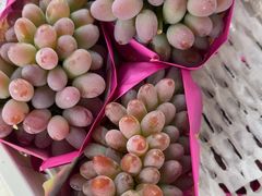 -马陆小张葡萄园农家乐